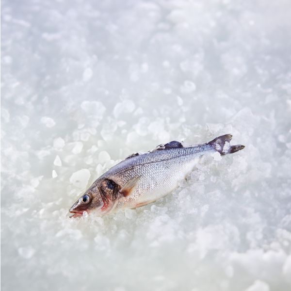 Loup de Mer (Wolfsbarsch)